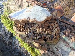 Fomes fomentarius