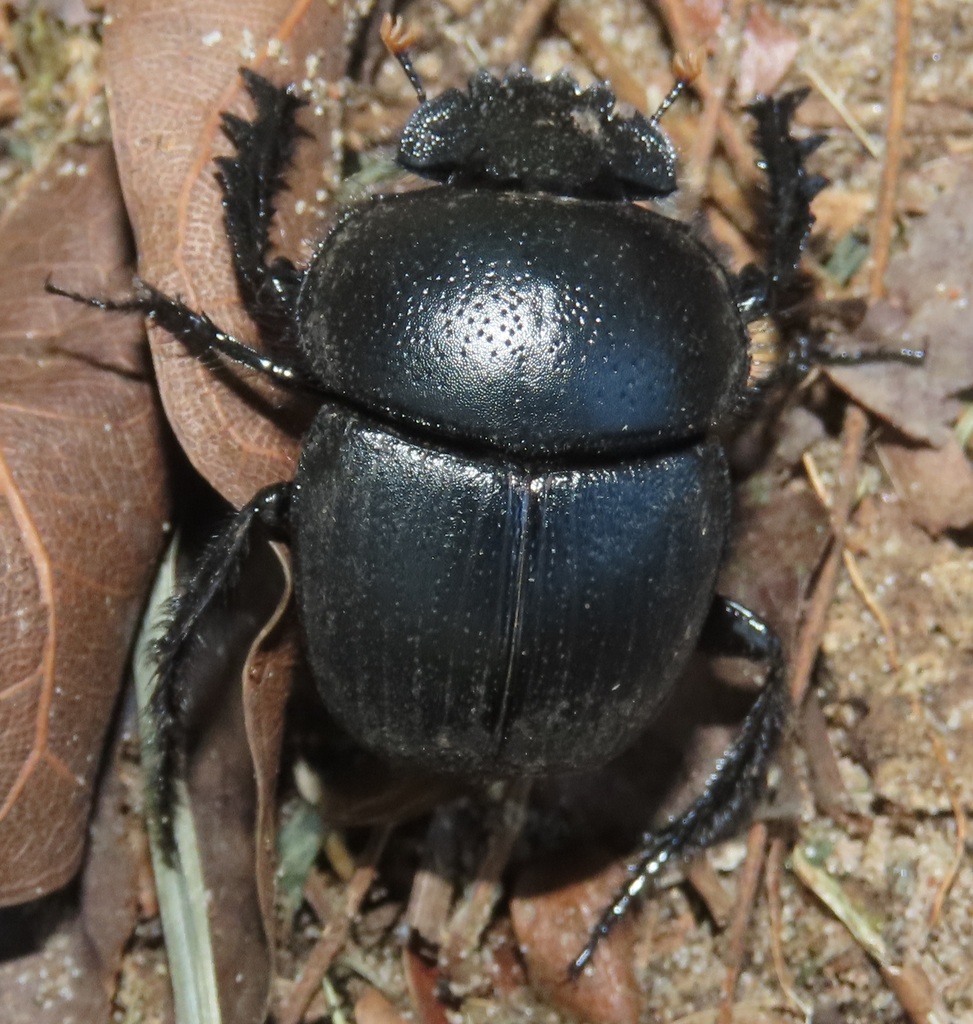 Scarabaeus bornemisszai