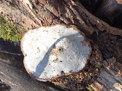 Fomes fomentarius