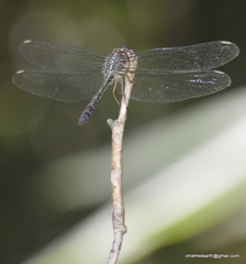 Cratilla lineata
