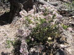 Ceanothus buxifolius
