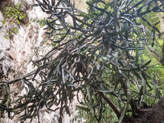 Euphorbia antiquorum