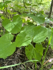 Aristolochia steupii, photograph Наталья Пикалова, CC BY, iNaturalist via GBIF