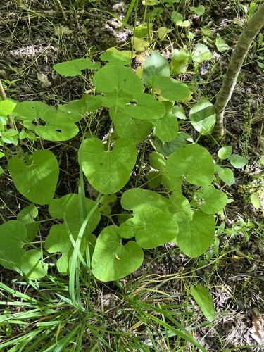 Aristolochia steupii, photograph 2