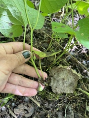 Aristolochia steupii, photograph Наталья Пикалова, CC BY, iNaturalist via GBIF