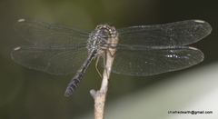 Cratilla lineata