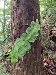 Rhaphidophora
