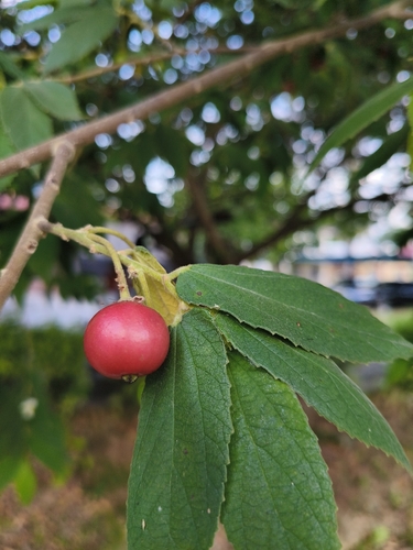 calabur tree