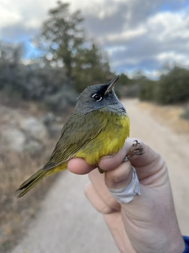 iNaturalist observation photo of MacGillivray's Warbler