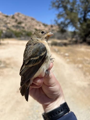 iNaturalist observation photo of Lazuli Bunting