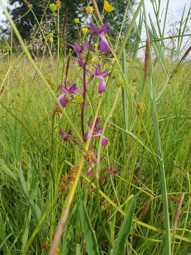 Loose-flowered Orchid