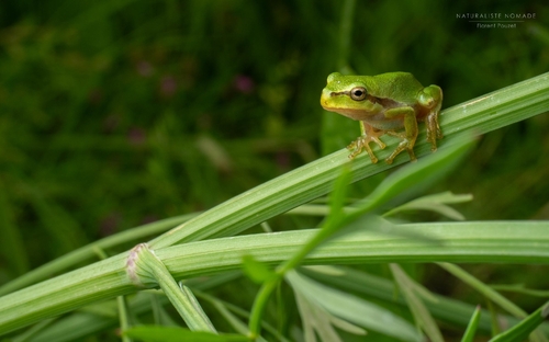 European Tree Frog