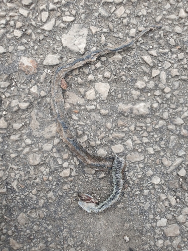 grass snake