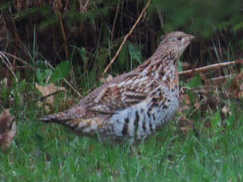 Ruffed Grouse observed by hardywoods