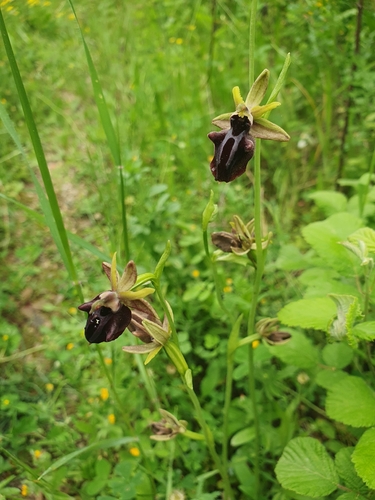 Bosom Orchid