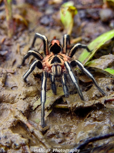 Colombian Dwarf Tiger Tarantula