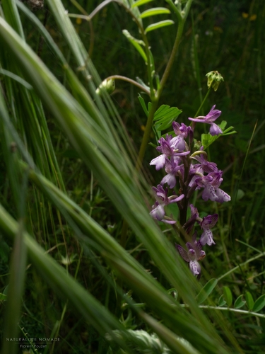 green-winged orchid