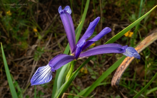 Iris sintenisii