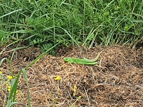 Balkan Green Lizard