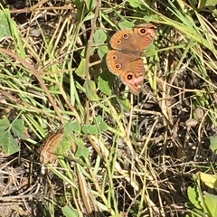 Junonia neildi