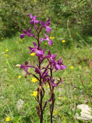 Eurasian Marsh Orchid
