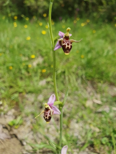 Horned Orchid