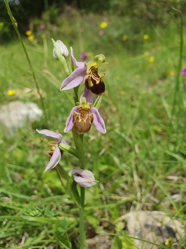 Bee Orchid