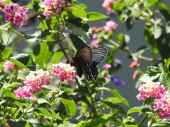 Parides bunichus damocrates