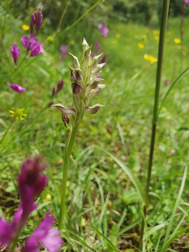 Scented Orchid