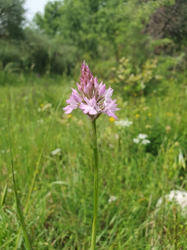 pyramidal orchid