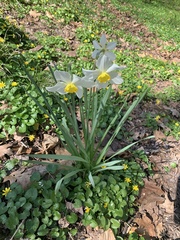 Narcissus poeticus