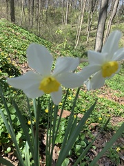 Narcissus poeticus
