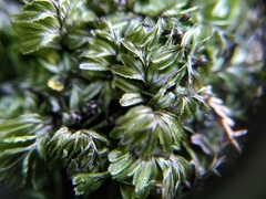 Hymenophyllum wilsonii