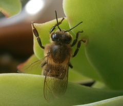 Apis mellifera