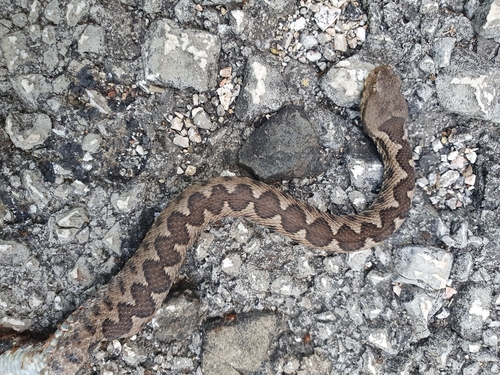 Nose-horned Viper