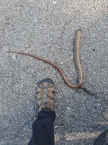 European Glass Lizard