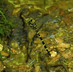 Cordulegaster erronea