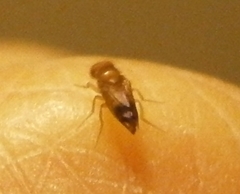Diptera