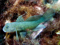 Silver Spotted Goby photo 5