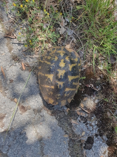 Boettger's Tortoise