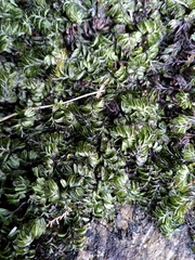 Hymenophyllum wilsonii
