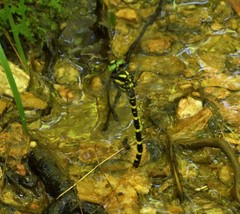 Cordulegaster erronea