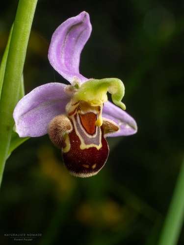 Bee Orchid