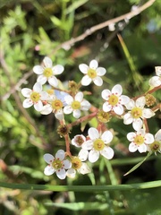 Micranthes californica