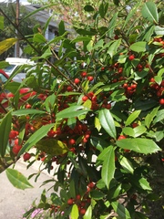 Ilex opaca