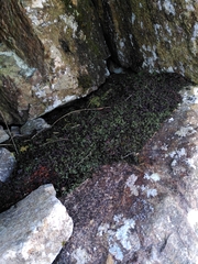 Hymenophyllum wilsonii