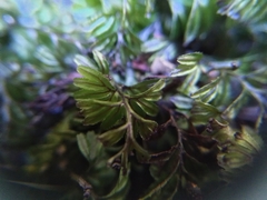 Hymenophyllum wilsonii
