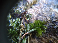 Hymenophyllum wilsonii
