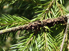 Melanohalea septentrionalis