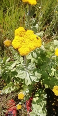 Helichrysum umbraculigerum